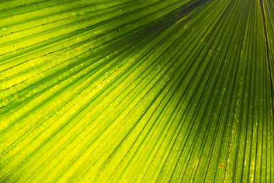 Full frame shot of palm leaves