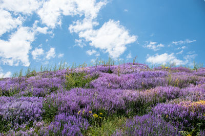 Purple flowers growing on field against sky