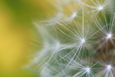 Close-up of dandelion on plant