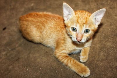 High angle view portrait of cat by kitten