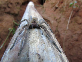 Close-up of lizard