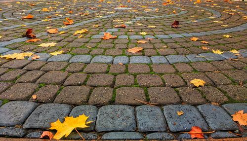 Close-up of autumn leaves fallen on cobblestone