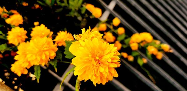 Close-up of yellow flowering plant