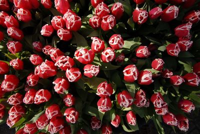 Full frame shot of red flowers