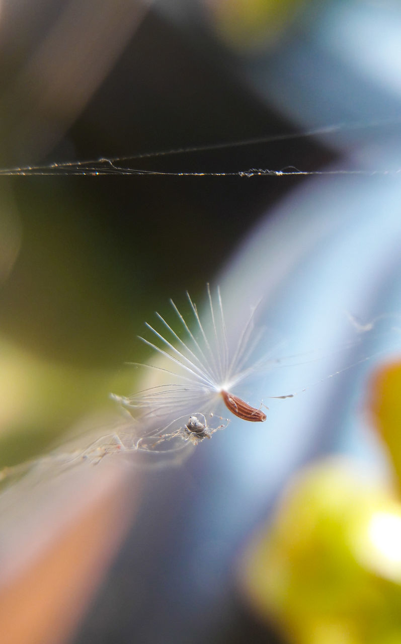 CLOSE-UP OF INSECT ON LEAF