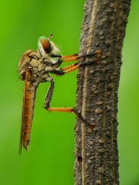 Close-up of insect on leaf