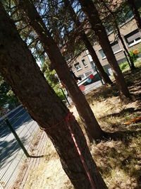 Low angle view of tree by building in forest