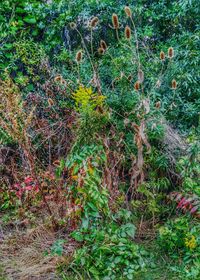Close-up of plants growing on field