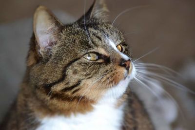Close-up of cat