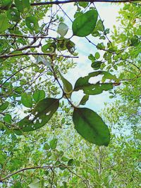 Low angle view of flowering plant on tree