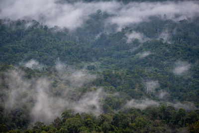 Scenic view of foggy forest