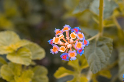 Close-up of yellow flowering plant