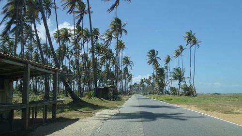 Empty road along trees