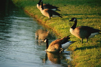 Ducks in a lake