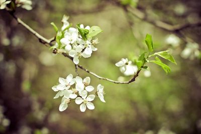 Close-up of white cherry blossom tree