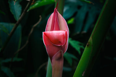 Close-up of red flower