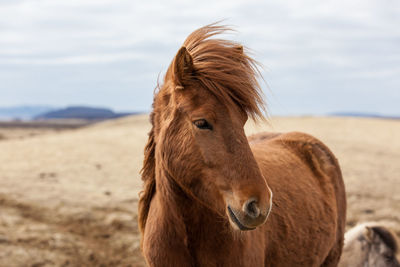 Close-up of horse standing on field