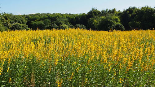 Scenic view of oilseed rape field against sky