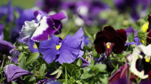 Close-up of purple flowering plants