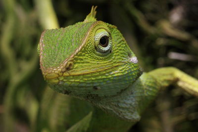 Close-up of green lizard