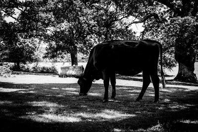 Horse on field