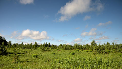 Scenic view of field against sky