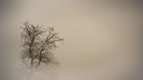 Low angle view of tree against sky