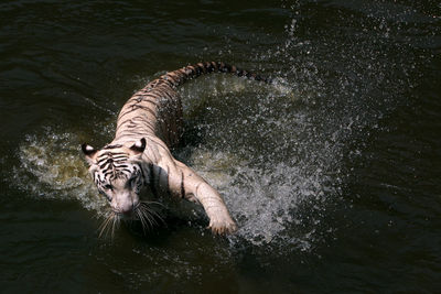 Full length of a cat drinking water