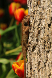 Close-up of lizard on tree trunk