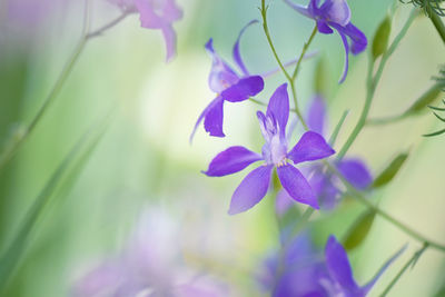 Close-up of purple flowering plant