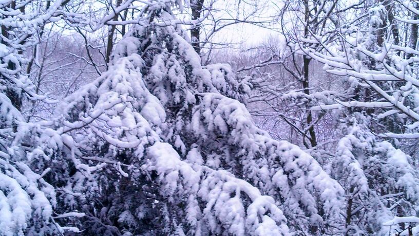 snow, winter, cold temperature, season, weather, bare tree, covering, frozen, tree, covered, nature, white color, branch, tranquility, tranquil scene, beauty in nature, scenics, outdoors, landscape, day