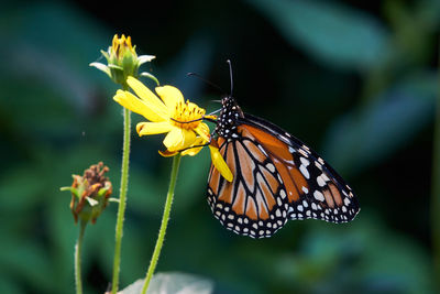 Close-up of butterfly pollinating on yellow flower