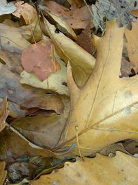 Full frame shot of leaves