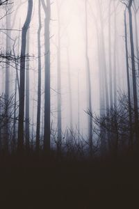 Bare trees in forest