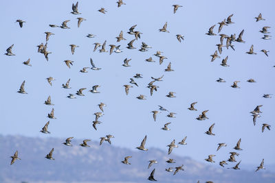 Low angle view of birds flying against sky