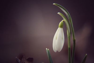 Close-up of white flowering plant