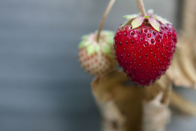 Close-up of strawberry against a grey background