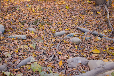 High angle view of leaves fallen on field during autumn