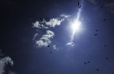 Low angle view of birds flying in sky