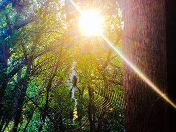 Sunlight streaming through trees during sunny day