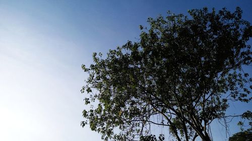 Low angle view of tree against clear sky