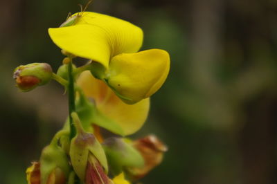 Close-up of yellow flower