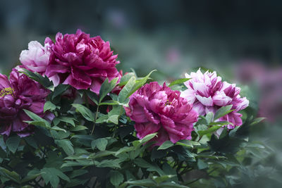 Close-up of pink flowering plant