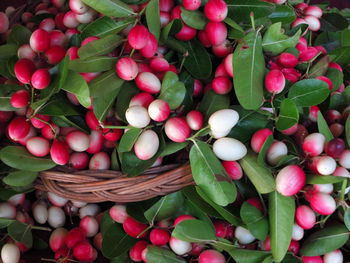 Close-up of fruits