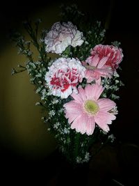 Close-up of pink flowers