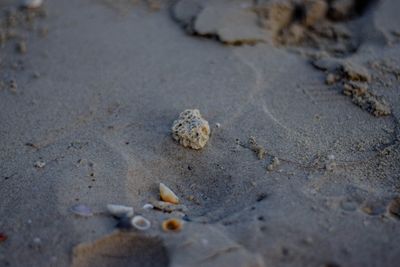 High angle view of shells on sand