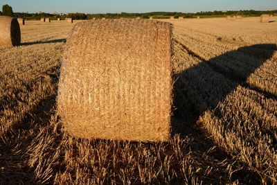 Hay bales on field