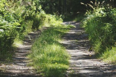 Narrow pathway along trees