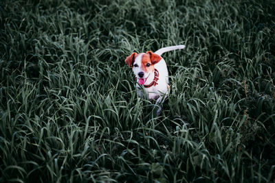 Portrait of dog standing amidst grass