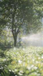 Trees growing in field